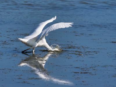 Grande Aigrette Ardea alba Linnaeus, 1758