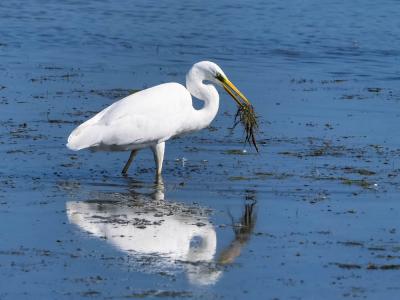 Grande Aigrette Ardea alba Linnaeus, 1758