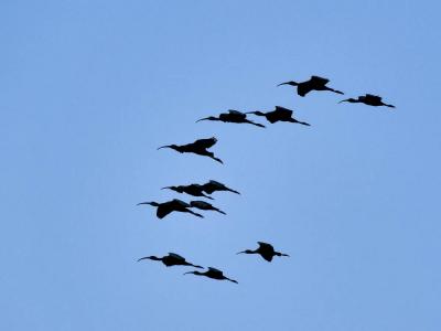 Ibis falcinelle Plegadis falcinellus (Linnaeus, 1766)