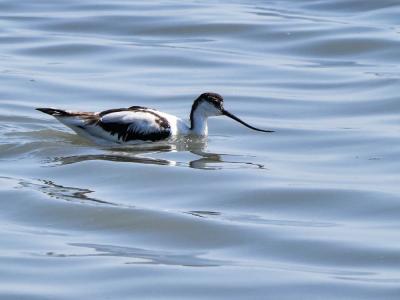 Avocette élégante Recurvirostra avosetta Linnaeus, 1758