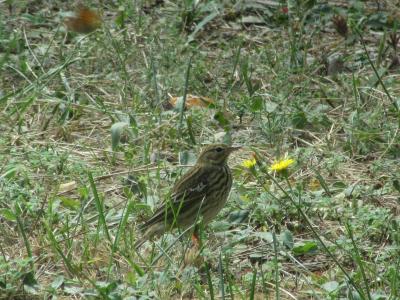 Pipit des arbres Anthus trivialis (Linnaeus, 1758)