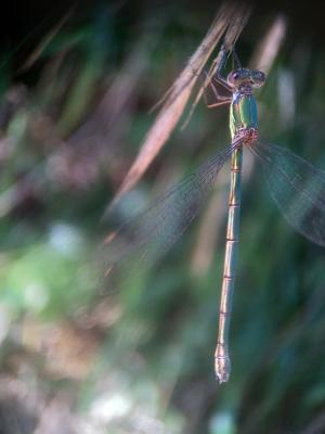 Leste vert Chalcolestes viridis (Vander Linden, 1825)