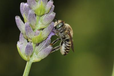  Megachile pilidens Alfken, 1924