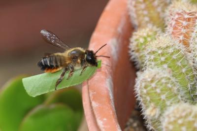  Megachile willughbiella (Kirby, 1802)