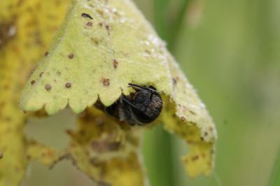  Osmia melanogaster Spinola, 1808