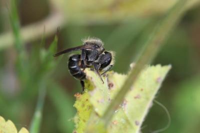  Osmia melanogaster Spinola, 1808
