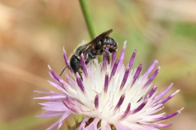  Osmia melanogaster Spinola, 1808