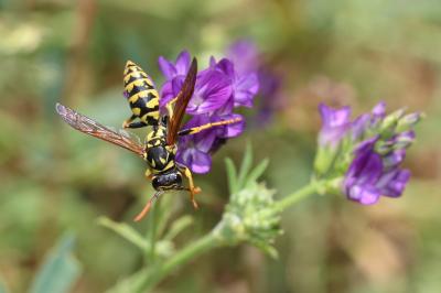 Guêpe poliste Polistes dominula (Christ, 1791)