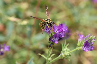Guêpe poliste Polistes dominula (Christ, 1791)