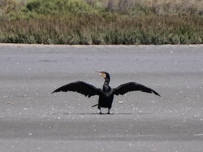Grand Cormoran Phalacrocorax carbo (Linnaeus, 1758)