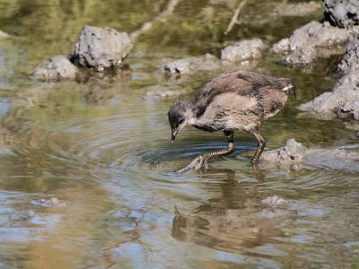 Poule-d'eau, Gallinule poule-d'eau Gallinula chloropus (Linnaeus, 1758)