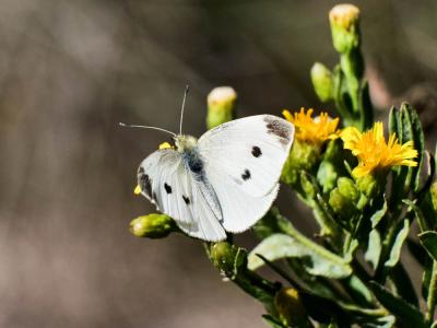 Piéride de la Rave (La), Petit Blanc du Chou (Le), Pieris rapae (Linnaeus, 1758)