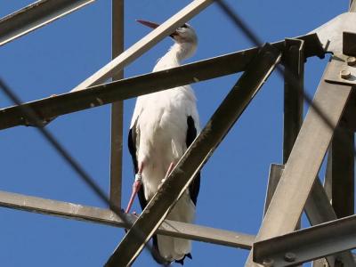 Cigogne blanche Ciconia ciconia (Linnaeus, 1758)