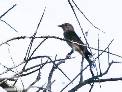 Gobemouche gris Muscicapa striata (Pallas, 1764)