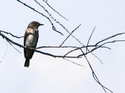 Gobemouche gris Muscicapa striata (Pallas, 1764)