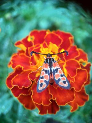 Zygène de la Petite coronille (La) Zygaena fausta (Linnaeus, 1767)