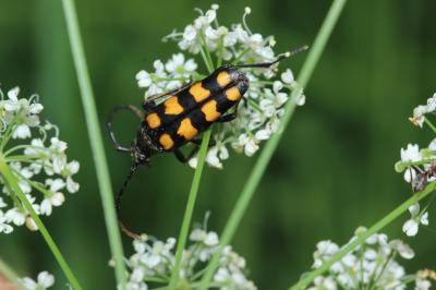  Leptura quadrifasciata Linnaeus, 1758