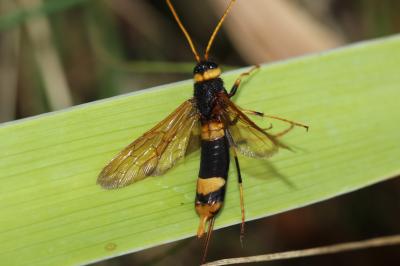  Urocerus augur (Klug, 1803)