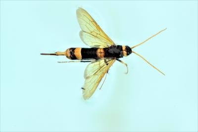  Urocerus augur (Klug, 1803)