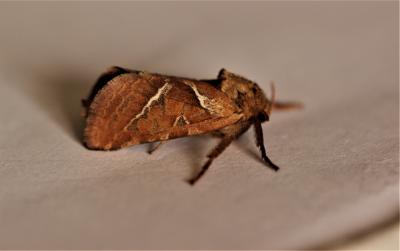 Sylvine (La) Triodia sylvina (Linnaeus, 1760)