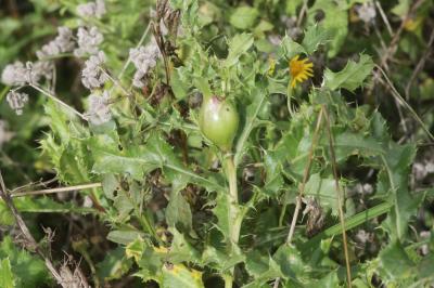 Mouche du chardon Urophora cardui (Linnaeus, 1758)