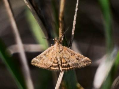  Pyrausta despicata (Scopoli, 1763)
