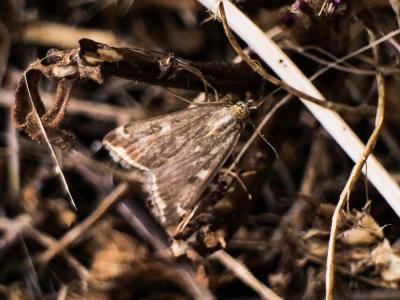  Loxostege sticticalis (Linnaeus, 1760)