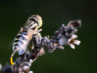  Eristalinus megacephalus (Rossi, 1794)