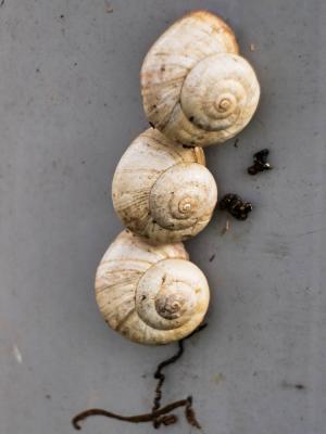 Caragouille rosée Theba pisana (O.F. Müller, 1774)