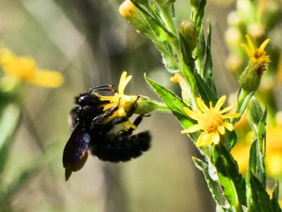 Abeille charpentière, Xylocope violet Xylocopa violacea (Linnaeus, 1758)