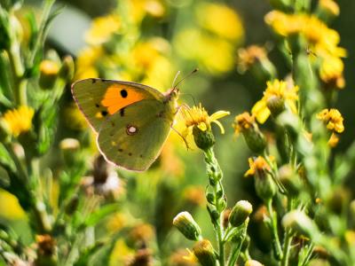 Souci (Le) Colias crocea (Geoffroy in Fourcroy, 1785)