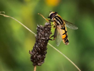  Helophilus trivittatus (Fabricius, 1805)