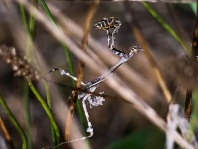 Empuse commune, Diablotin Empusa pennata (Thunberg, 1815)