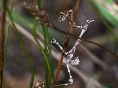 Empuse commune, Diablotin Empusa pennata (Thunberg, 1815)