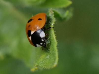 Coccinelle à 7 points, Coccinelle, Bête à bon Dieu Coccinella septempunctata Linnaeus, 1758