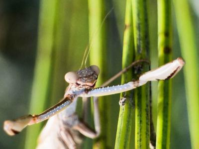 Mante religieuse Mantis religiosa (Linnaeus, 1758)