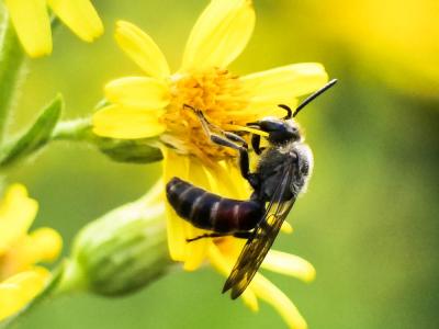  Lasioglossum nigripes (Lepeletier, 1841)