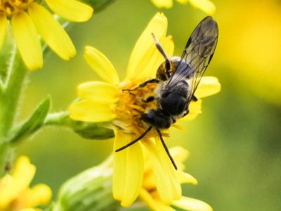  Lasioglossum nigripes (Lepeletier, 1841)