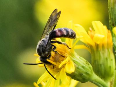 Lasioglossum nigripes (Lepeletier, 1841)