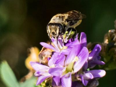  Megachile pilidens Alfken, 1924