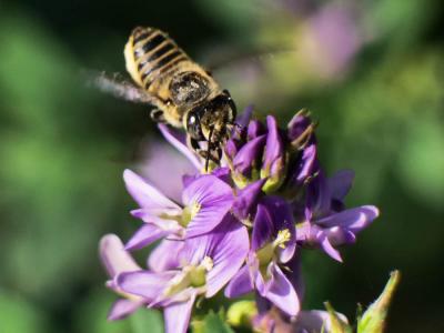  Megachile pilidens Alfken, 1924