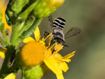  Megachile pilidens Alfken, 1924