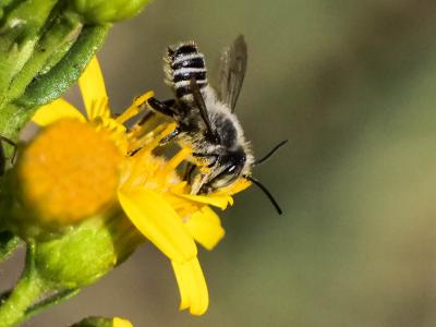  Megachile pilidens Alfken, 1924