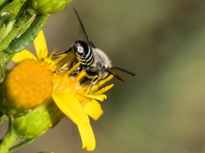  Megachile pilidens Alfken, 1924