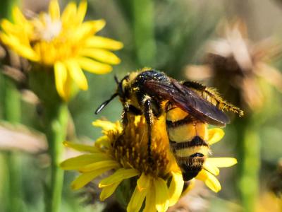  Colpa sexmaculata (Fabricius, 1781)