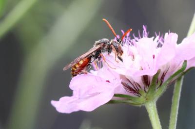  Nomada armata Herrich-Schäffer, 1839