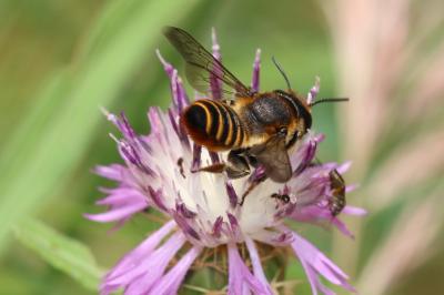  Megachile pilicrus Morawitz, 1877