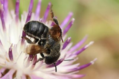  Osmia melanogaster Spinola, 1808