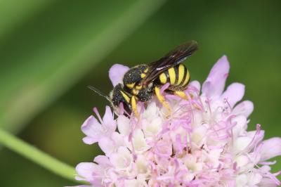  Pseudoanthidium Friese, 1898