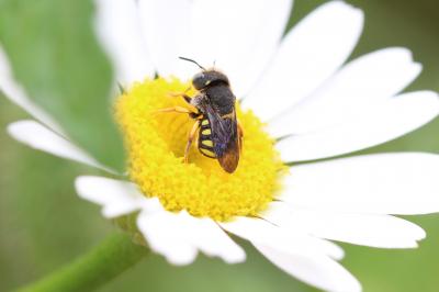  Pseudoanthidium Friese, 1898